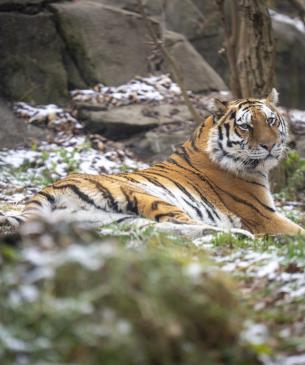 Amur Tiger Winter