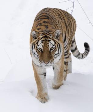 Amur Tiger in Snow