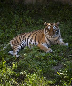 Amur Tiger in Yard