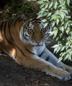 Amur Tiger