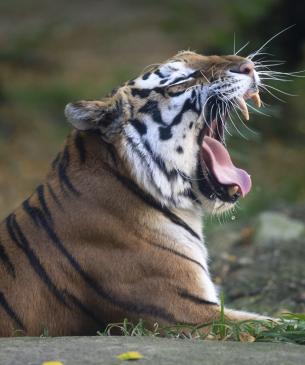 Amur Tiger Yawn