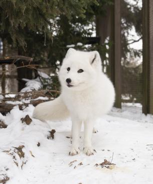 Female arctic foc, Hanna, in the snow