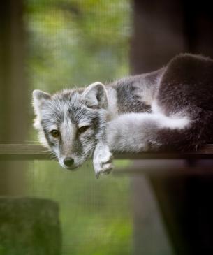 Arctic fox, warm weather coat