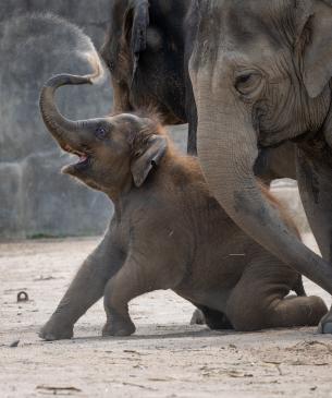 Asian elephant calf