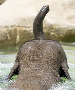 Asian elephant swimming