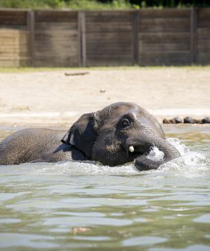 Asian elephant in water