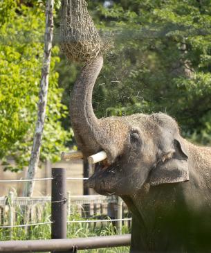 Asian elephant eating