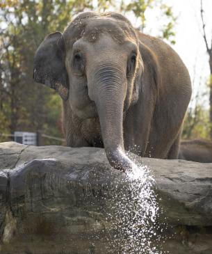 Asian elephant, Pheobe, blowing water out of her trunk