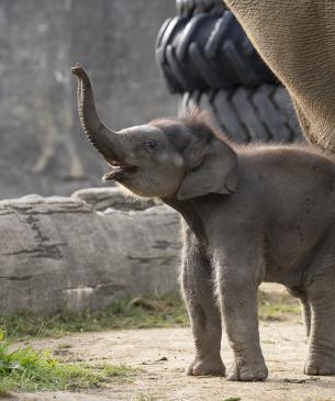 Asian elephant calf, Rita Jean, extending her trunk