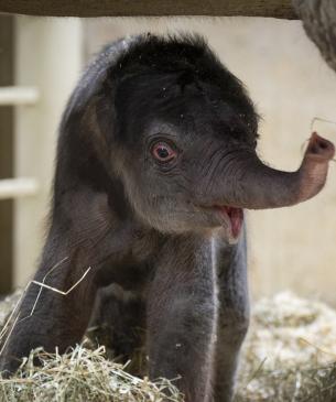 Phoebe's unnamed male calf, born October 21st