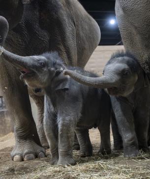 Calves Oliver and Rita Jean