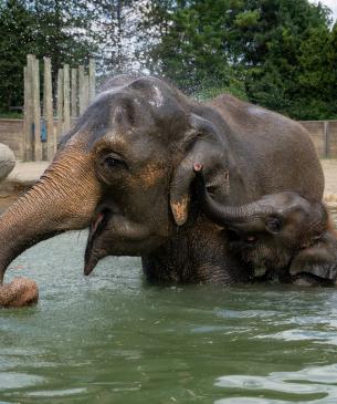 Phoebe and Frankie, Asian elephants, in  water