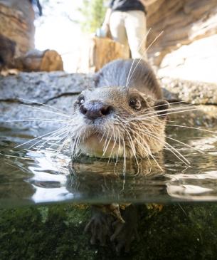 Asian Small-clawed Otter