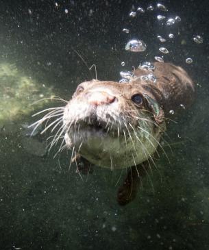 Asian Small-clawed Otter Swimming