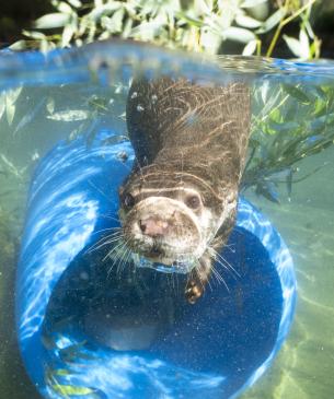 Asian Small-clawed Otter Playing