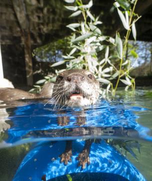 Asian Small-clawed Otter