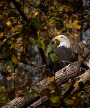 Bald eagle