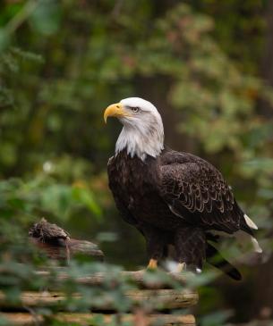 Bald eagle