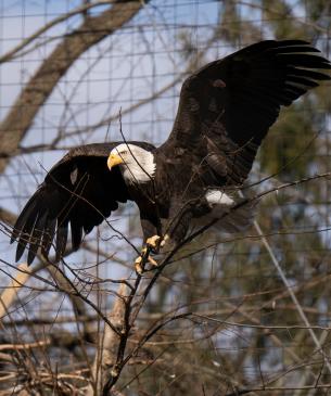 Bald eagle