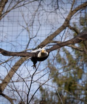 Bald eagle flying