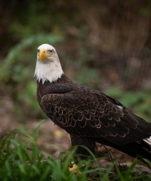 Bald eagle