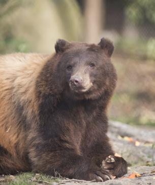 Black bear, Stevie, resting while eating