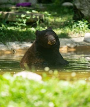 Black Bear Stevie