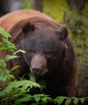 Black Bear Stevie