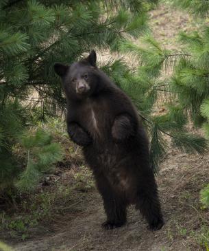 Black bear cub, Ursula, standing