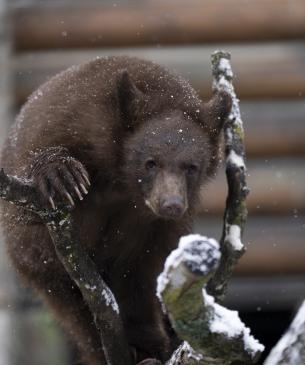 Black bear cub, Ursula, climbing