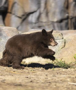 Black bear cub, Yzma, running
