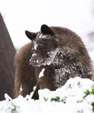 Black bear cub, Yzma, playing in the snow