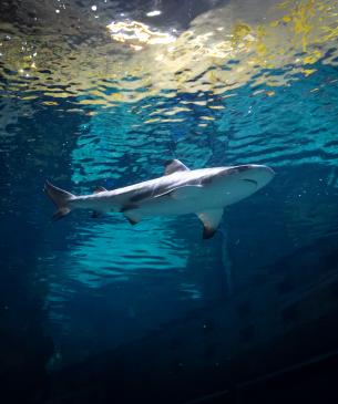 Blacktip reef shark