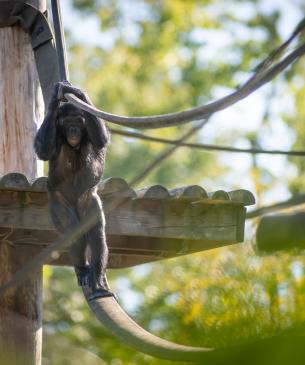 Bonobo climbing on firehose 