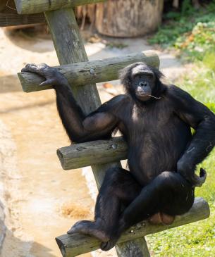 Bonobo sitting