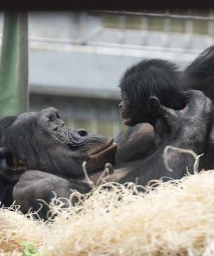 Mother, Kibibi, and her baby boy