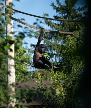 Young bonobo sitting in firehose