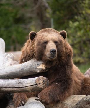 Brown bear sleeping on a fallen log