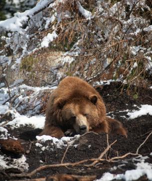 Brown bear sleeping in a dirt mound