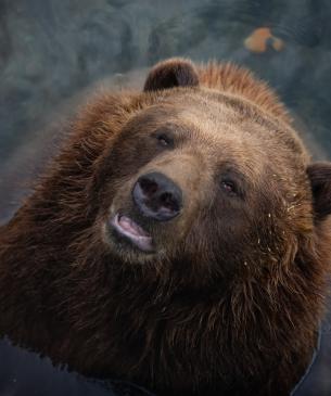 Brown bear sitting in the water