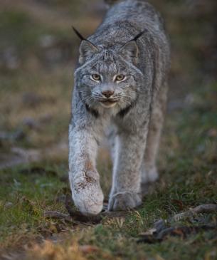 Canada lynx, walking