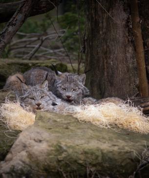 Canada lynx, resting in bedding