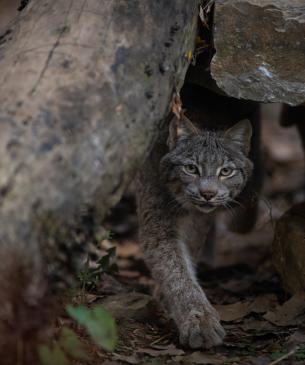 Canada lynx, stalking