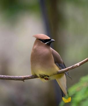 Cedar waxwing