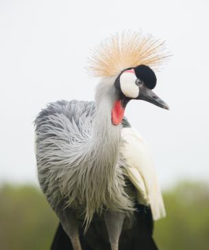 East African crowned crane