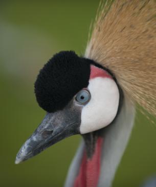 East African crowned crane side view