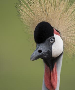 East African crowned crane face