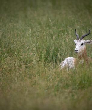 Dama gazelle hiding in the grass
