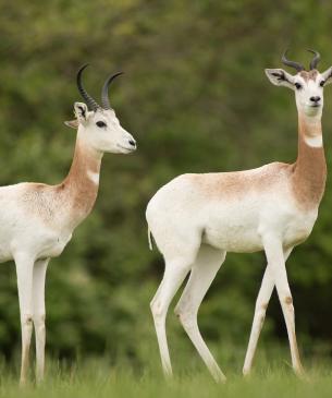 Two female dama
