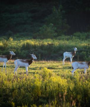 Herd of dama in the Savanna
